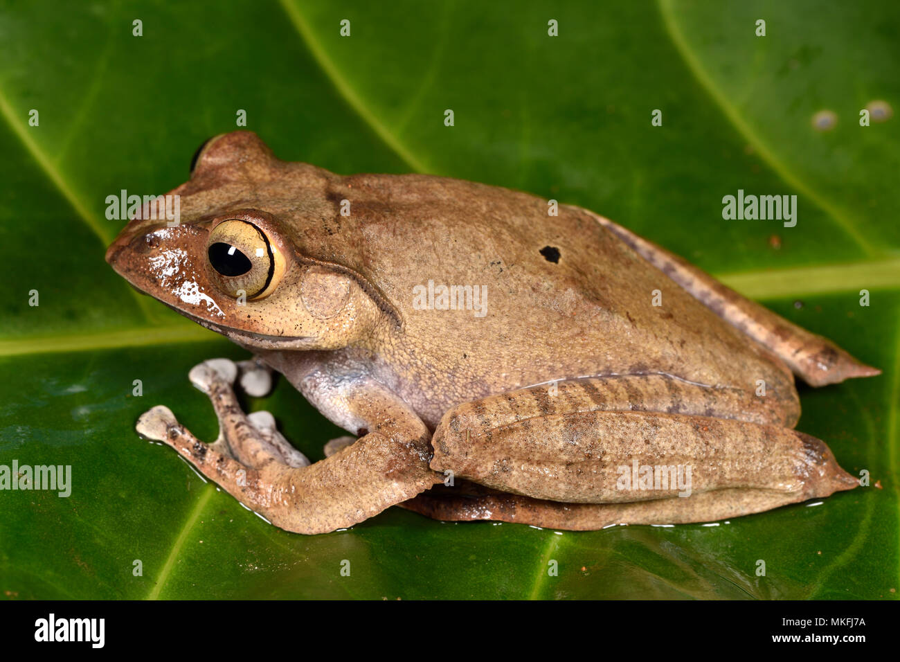 Madagascar con los ojos brillantes, Rana (Boophis madagascariensis), Andasibe, Perinet, Región Alaotra-Mangoro, Madagascar Foto de stock