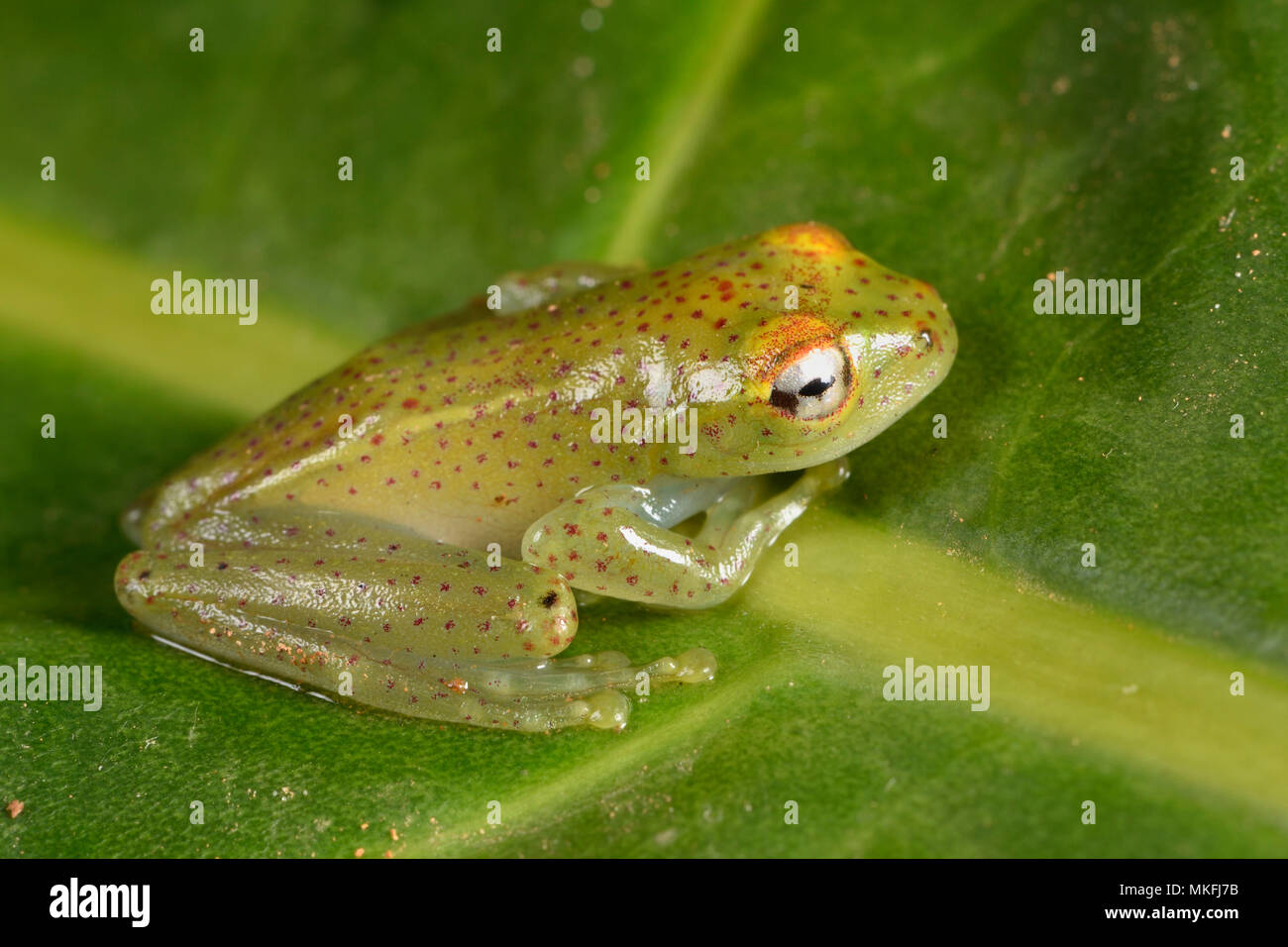 Rojo-spotted treefrog (Boophis tasymena), Andasibe, Perinet, Región Alaotra-Mangoro, Madagascar Foto de stock