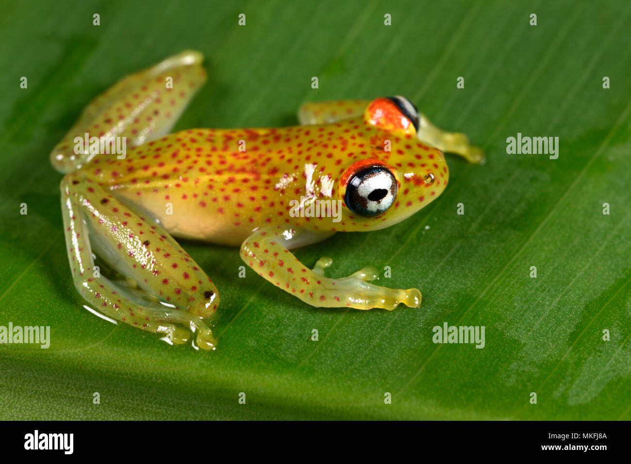 Rojo-spotted treefrog (Boophis tasymena), Andasibe, Perinet, Región Alaotra-Mangoro, Madagascar Foto de stock