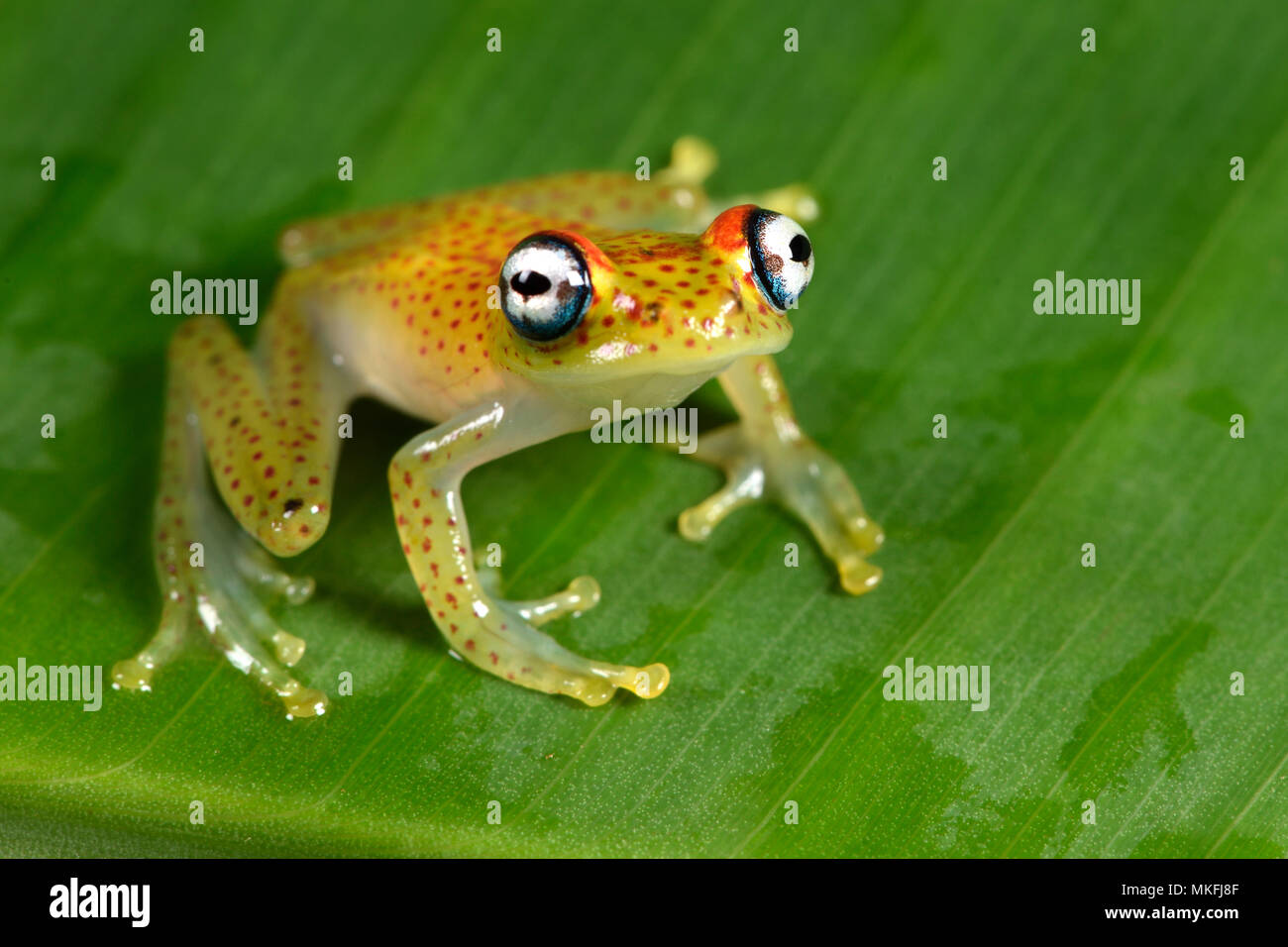 Rojo-spotted treefrog (Boophis tasymena), Andasibe, Perinet, Región Alaotra-Mangoro, Madagascar Foto de stock