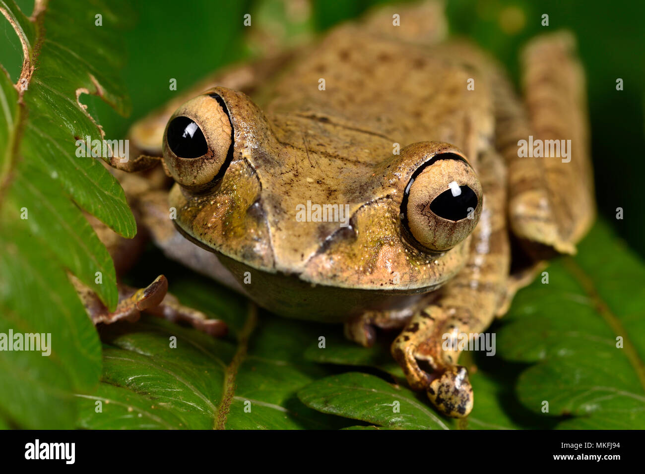 Madagascar con los ojos brillantes, Rana (Boophis madagascariensis), Andasibe, Perinet, Región Alaotra-Mangoro, Madagascar Foto de stock