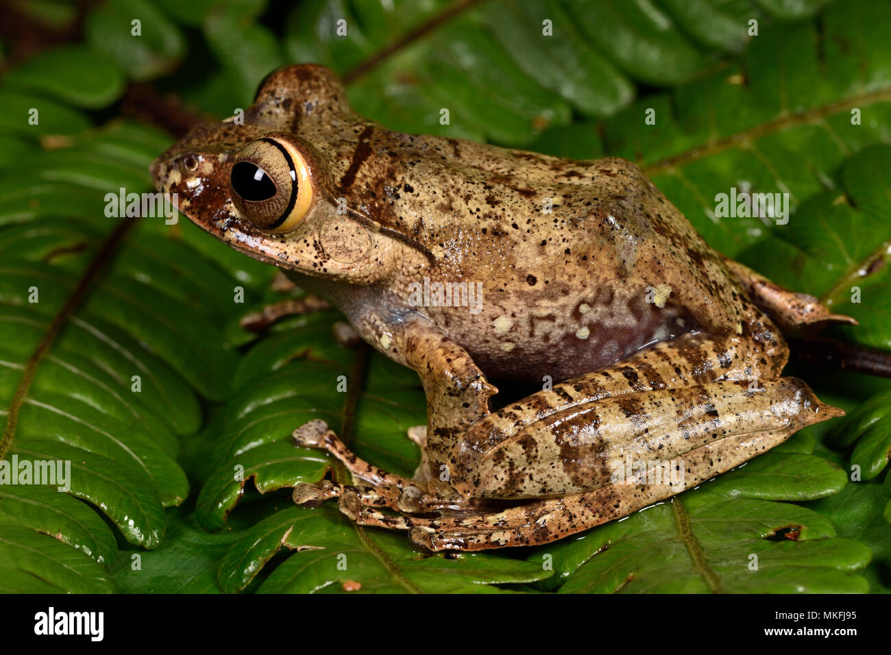 Con los ojos brillantes, Rana (Boophis entingae), Andasibe, Perinet, Región Alaotra-Mangoro, Madagascar Foto de stock