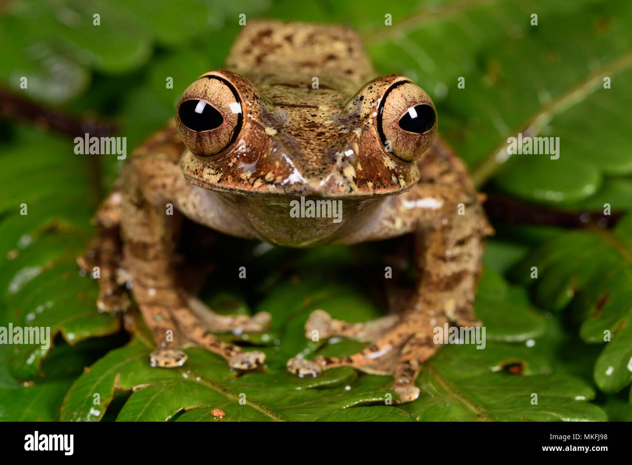 Con los ojos brillantes, Rana (Boophis entingae), Andasibe, Perinet, Región Alaotra-Mangoro, Madagascar Foto de stock