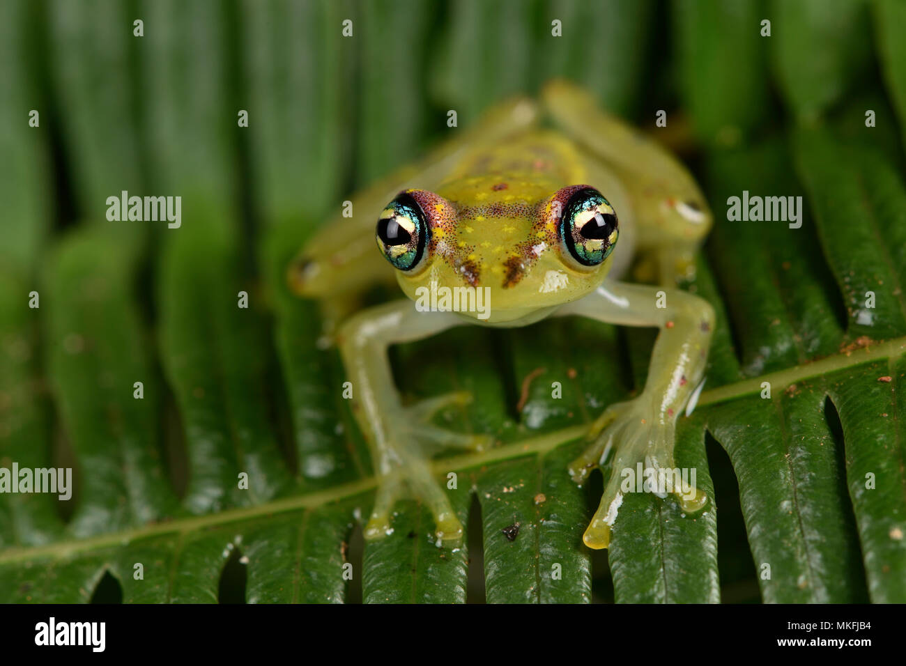 Con los ojos brillantes, Central (Boophis rappiodes Rana), Andasibe, Perinet, Región Alaotra-Mangoro, Madagascar Foto de stock