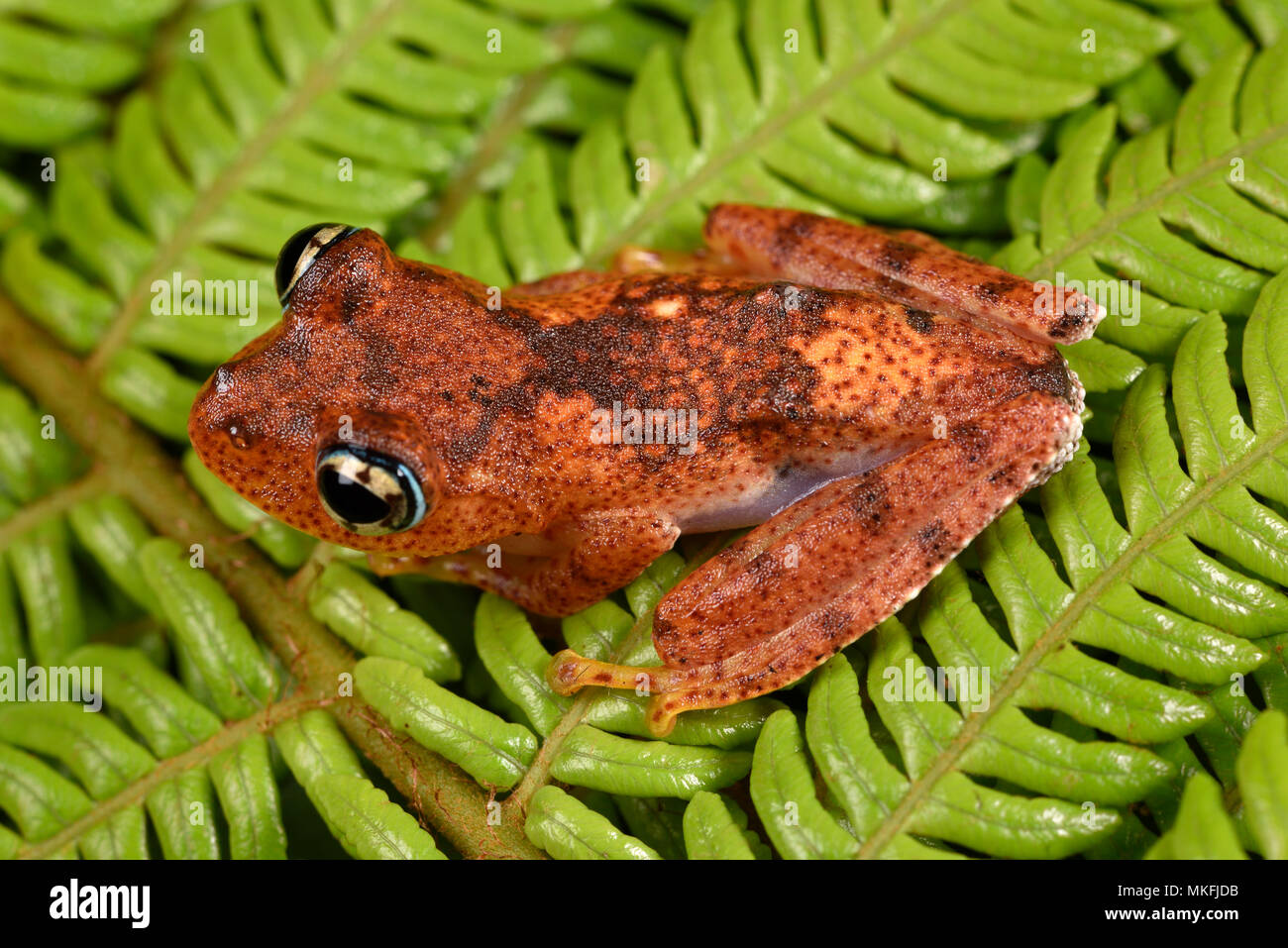 Fiery brillante-eyed sapo (Boophis pirro), Andasibe, Perinet, Región Alaotra-Mangoro, Madagascar Foto de stock