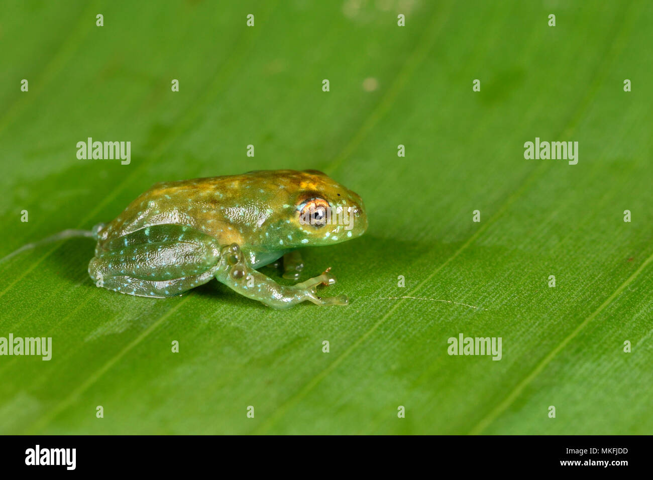 Con los ojos brillantes, Ankafana Boophis Rana (sp) inmaduro, con eyeball metido por su músculo retractor, Andasibe, Perinet, Región Alaotra-Mangoro, Madagascar Foto de stock