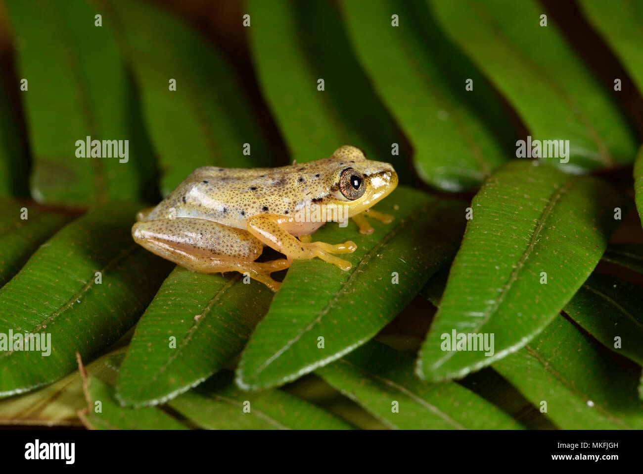 Manchada de Madagascar Rana Reed (Heterixalus punctatus) con sus colores diurnos, Andasibe, Perinet, Región Alaotra-Mangoro, Madagascar Foto de stock