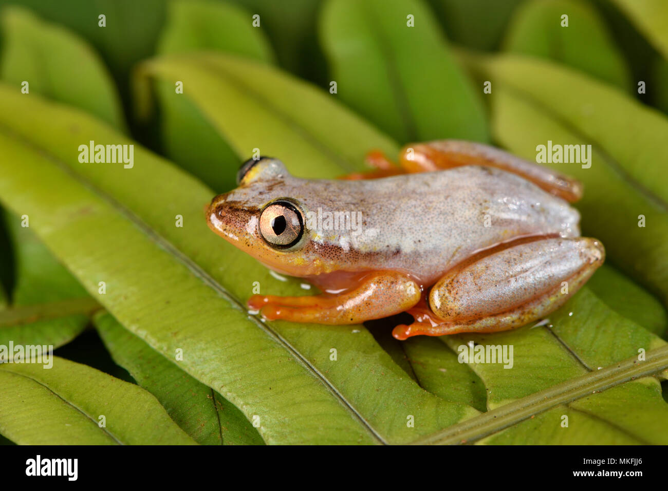 Madagascar Rana Reed (Heterixalus madagascariensis) con sus colores diurnos, Andasibe, Perinet, Región Alaotra-Mangoro, Madagascar Foto de stock
