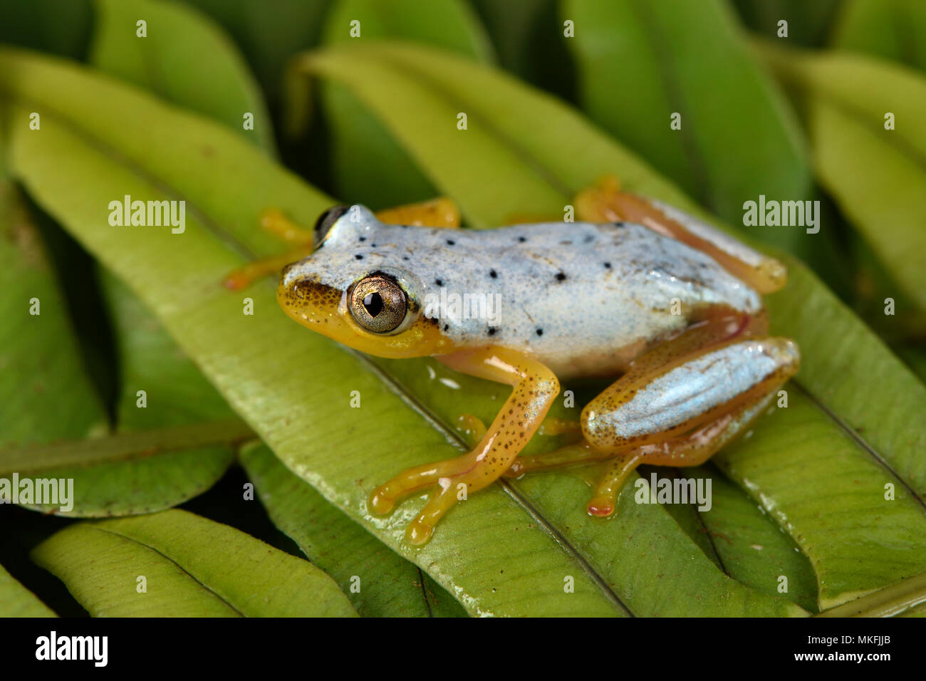 Manchada de Madagascar Rana Reed (Heterixalus punctatus) con sus colores diurnos, Andasibe, Perinet, Región Alaotra-Mangoro, Madagascar Foto de stock