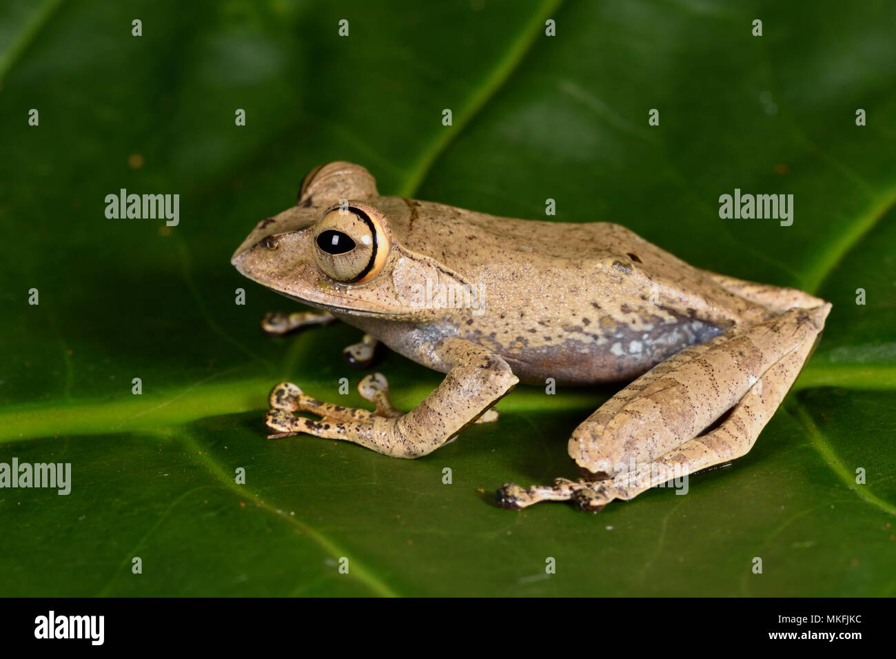 Con los ojos brillantes, Rana (Boophis entingae), Andasibe, Perinet, Región Alaotra-Mangoro, Madagascar Foto de stock
