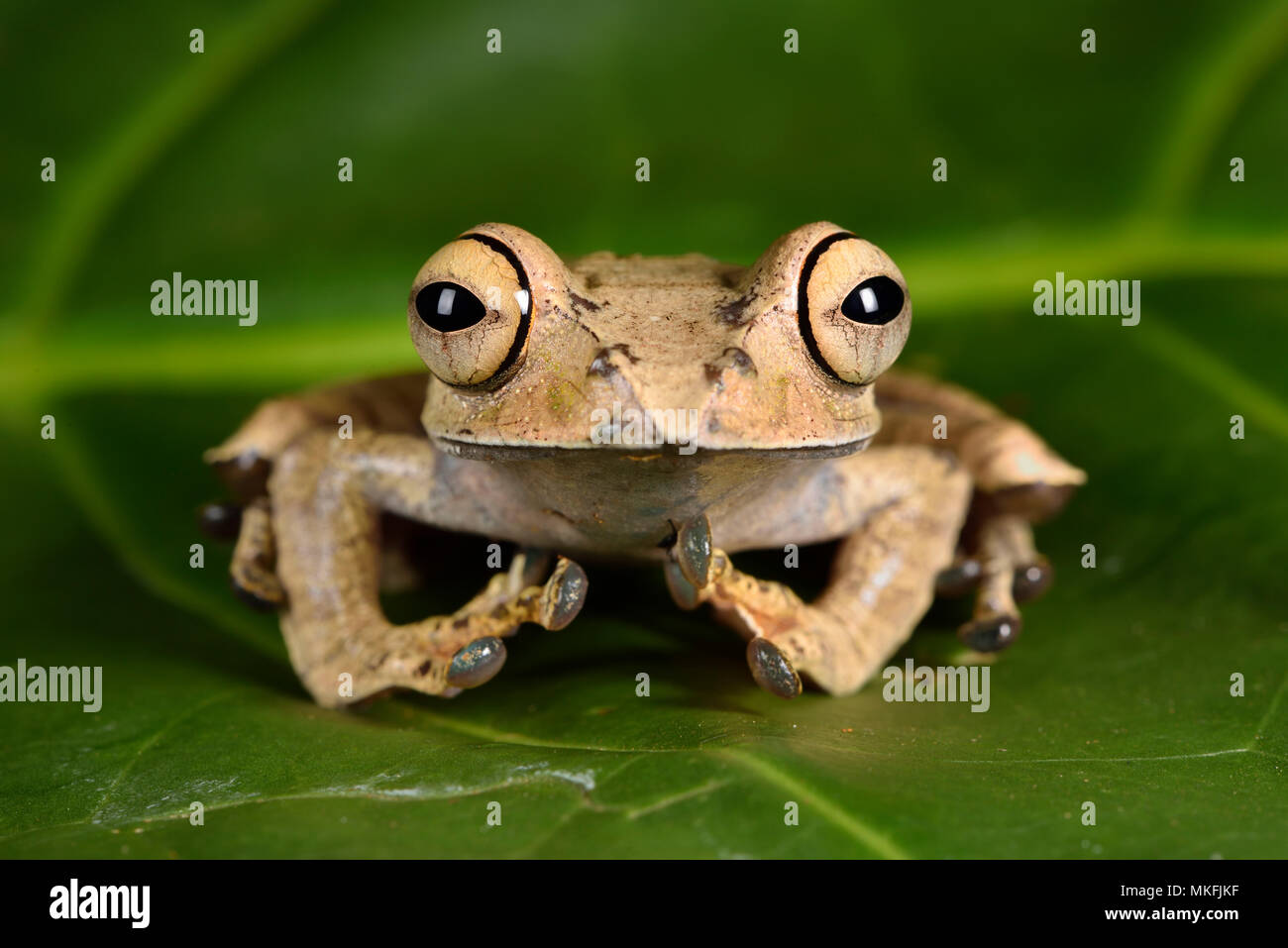 Con los ojos brillantes, Rana (Boophis entingae), Andasibe, Perinet, Región Alaotra-Mangoro, Madagascar Foto de stock