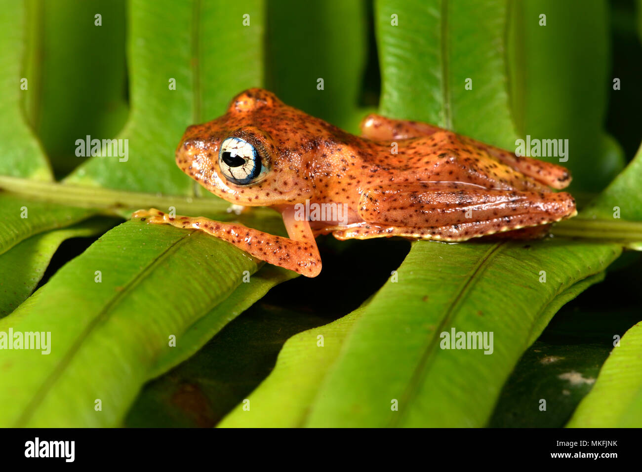 Fiery brillante-eyed sapo (Boophis pirro), Andasibe, Perinet, Región Alaotra-Mangoro, Madagascar Foto de stock