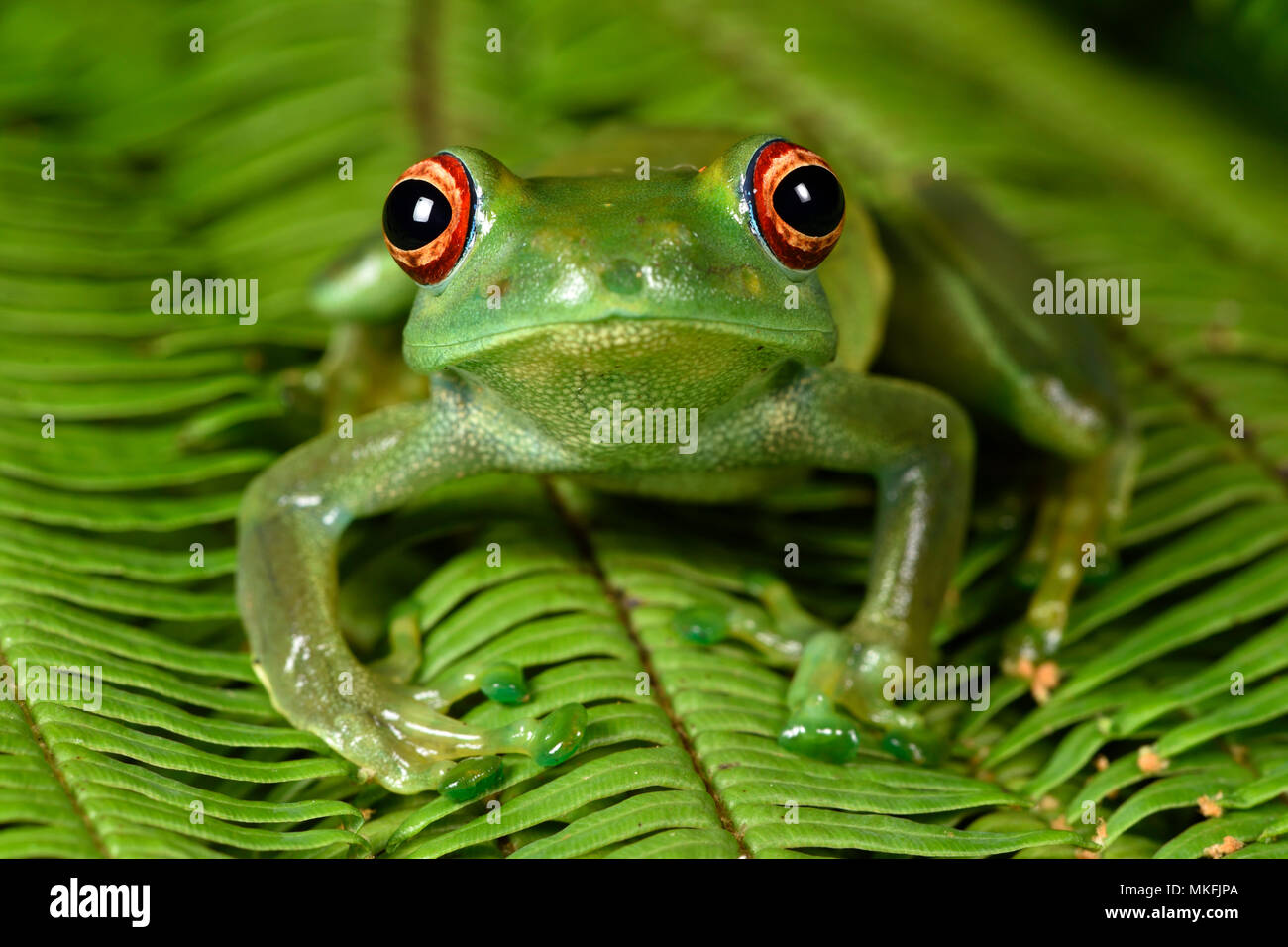 Ankafana brillante-eyed sapo (Boophis luteus), Andasibe, Perinet, Región Alaotra-Mangoro, Madagascar Foto de stock
