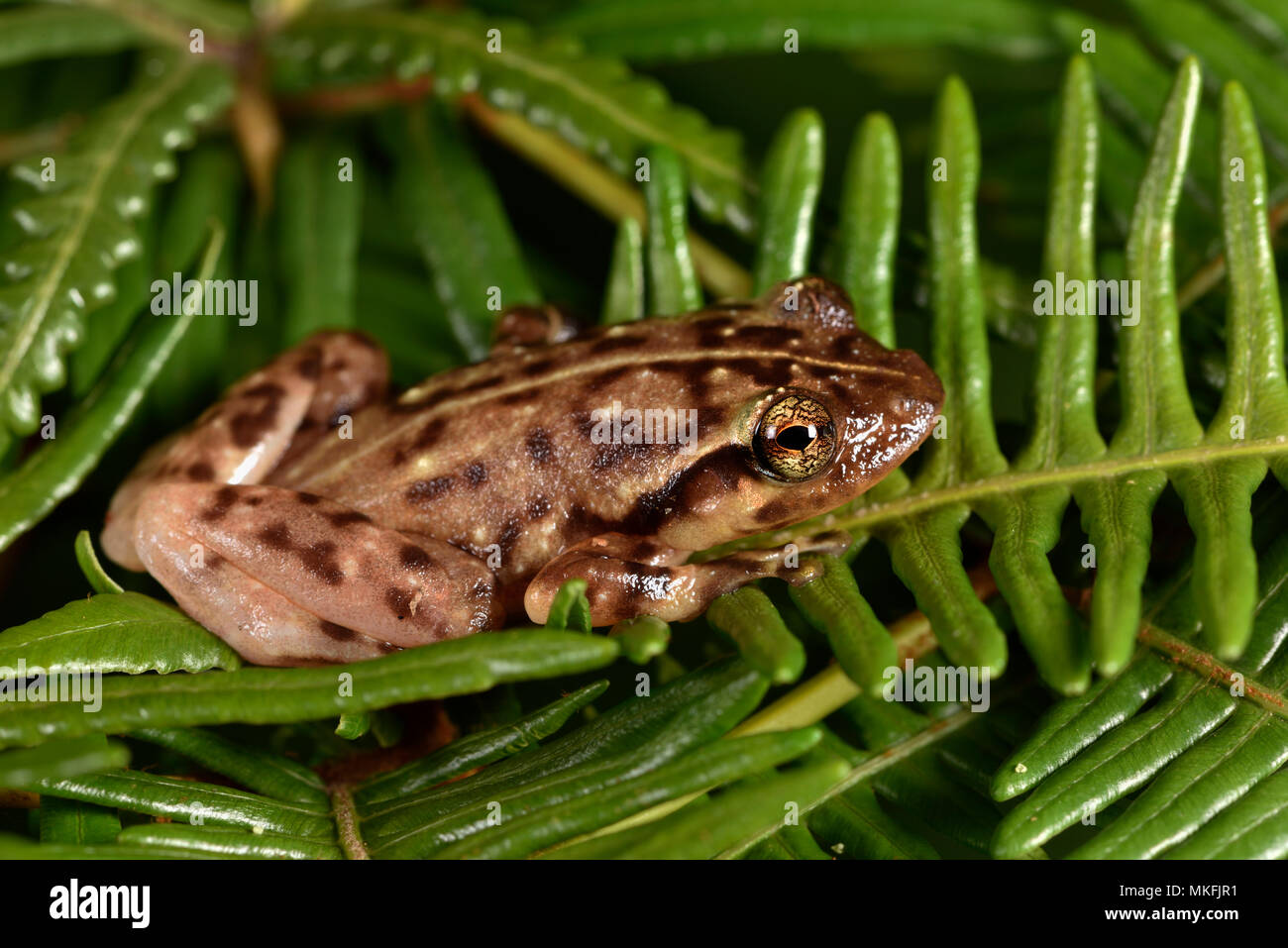 Ambatoharanana Treefrog (Platypelis tuberifera gigante), Andasibe, Perinet, Región Alaotra-Mangoro, Madagascar Foto de stock