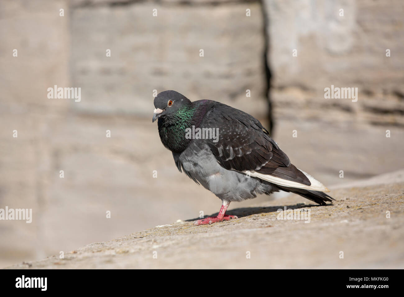 Feral común pigeon encaramado sobre un muro de piedra. Considera molestia o parásitos debido al caos que crean la humilde pájaro es un sitio común en ciudades Foto de stock