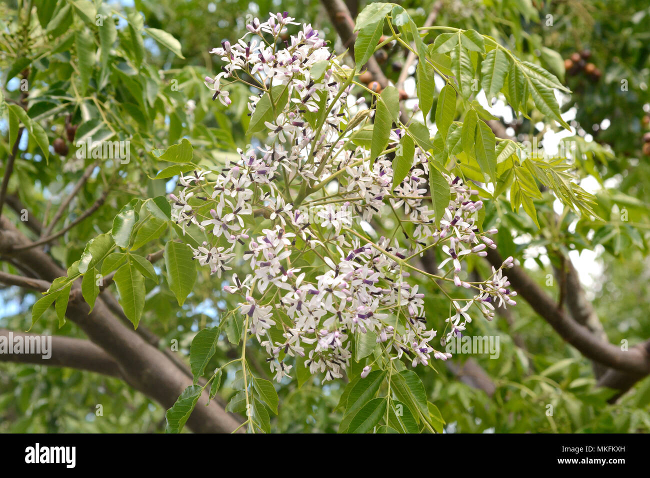 Árbol de paraï¿½o (Melia azedarach), en flor, laderas del volcán Rano Kau,  la Isla de Pascua, Chile Fotografía de stock - Alamy