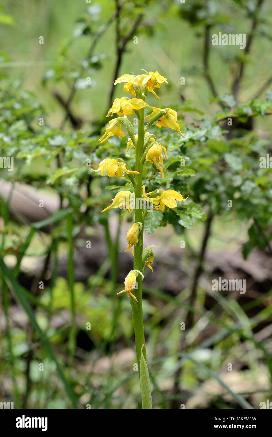 Gavilea Odoratissima Fotos e Imágenes de stock Alamy