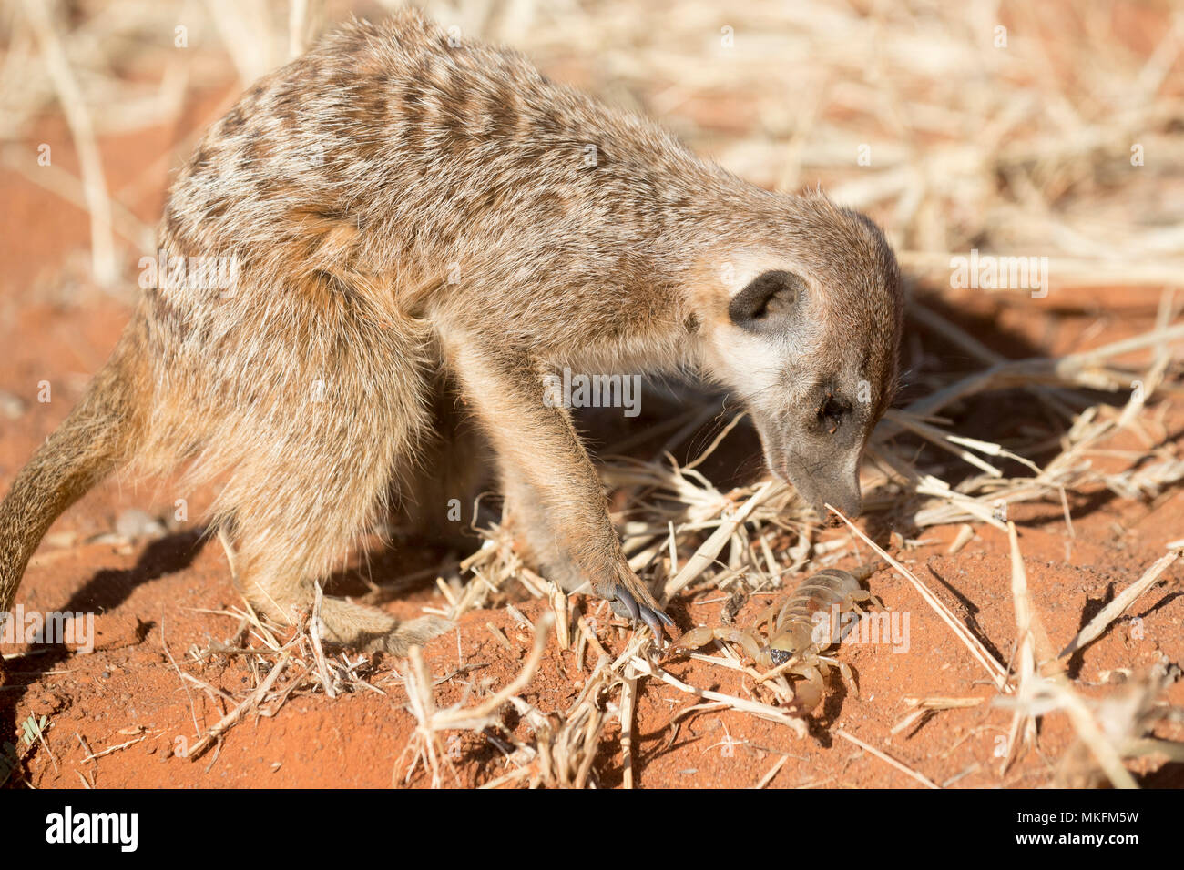 O suricata o suricate (Suricata suricatta), adulto comiendo un escorpión, el desierto de Kalahari, República Sudafricana Foto de stock