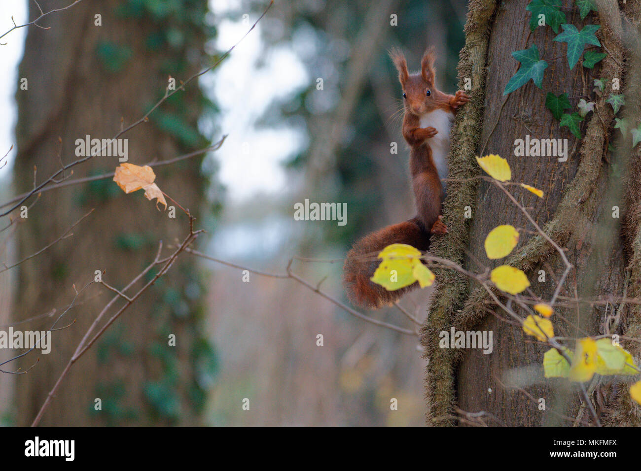 Eurasia ardilla roja (Sciurus vulgaris) sobre un tronco, Lorraine, Francia Foto de stock