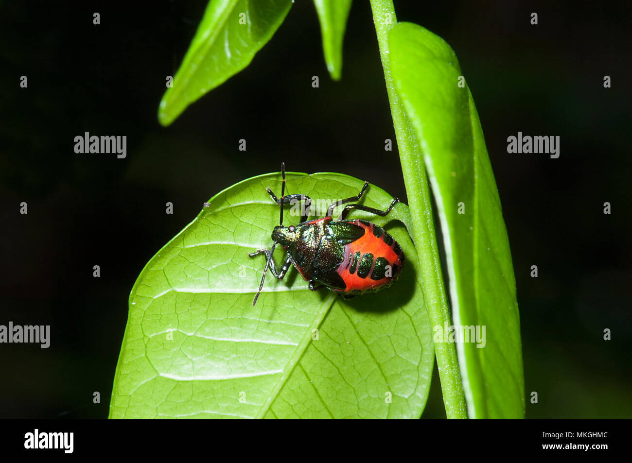 Arlequín Escarabajo (Tectocoris diophthalmus) en una hoja, Cape Hillsborough, Queensland, Queensland, Australia Foto de stock