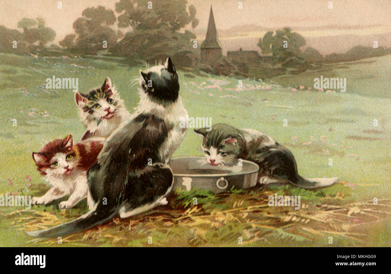 Cuatro gatitos y Pan Foto de stock