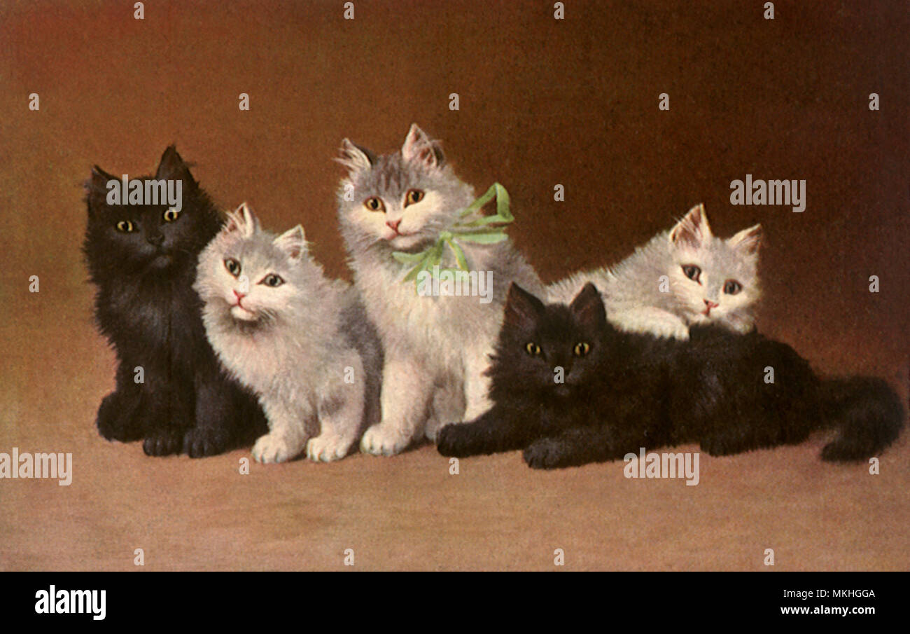 Dos negros y tres gatitos blanco Foto de stock
