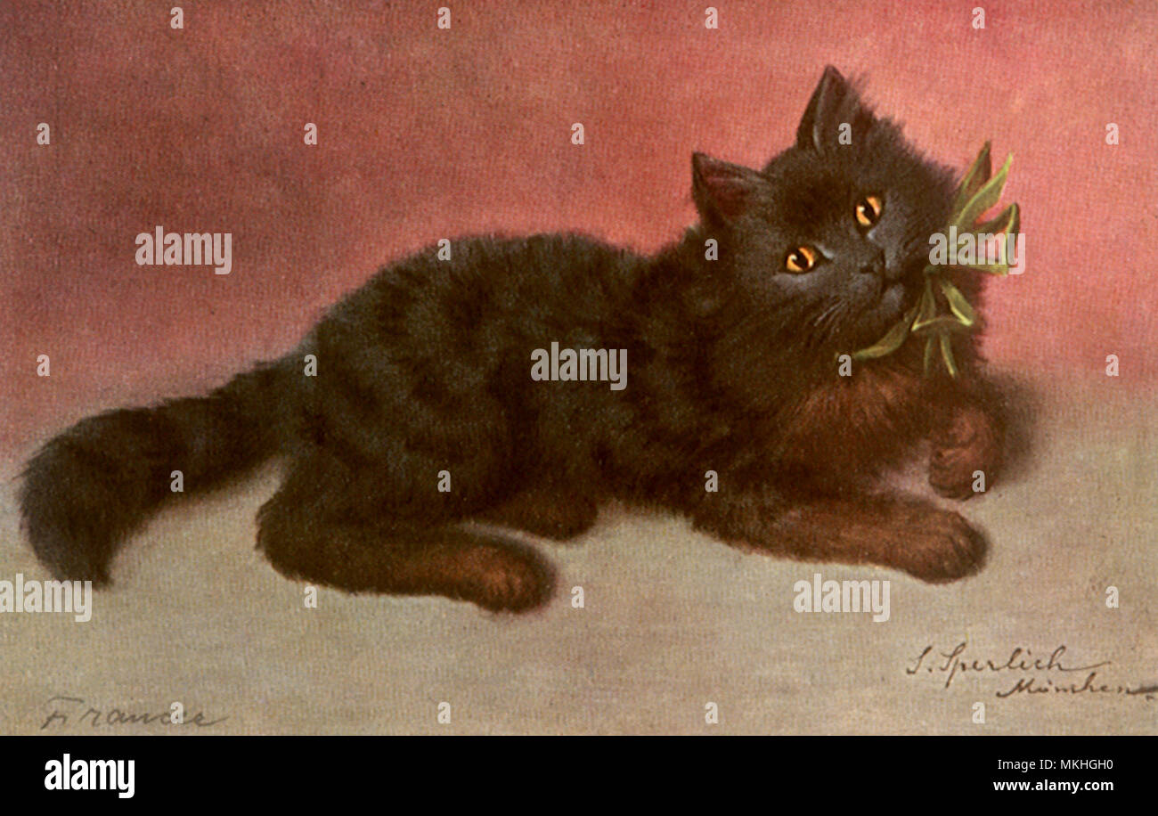 Gato negro con arco Foto de stock