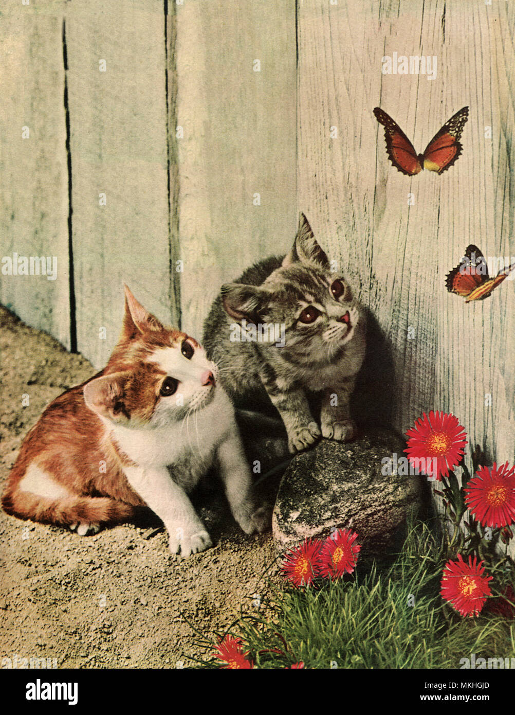 Los gatitos y mariposas Fotografía de stock - Alamy