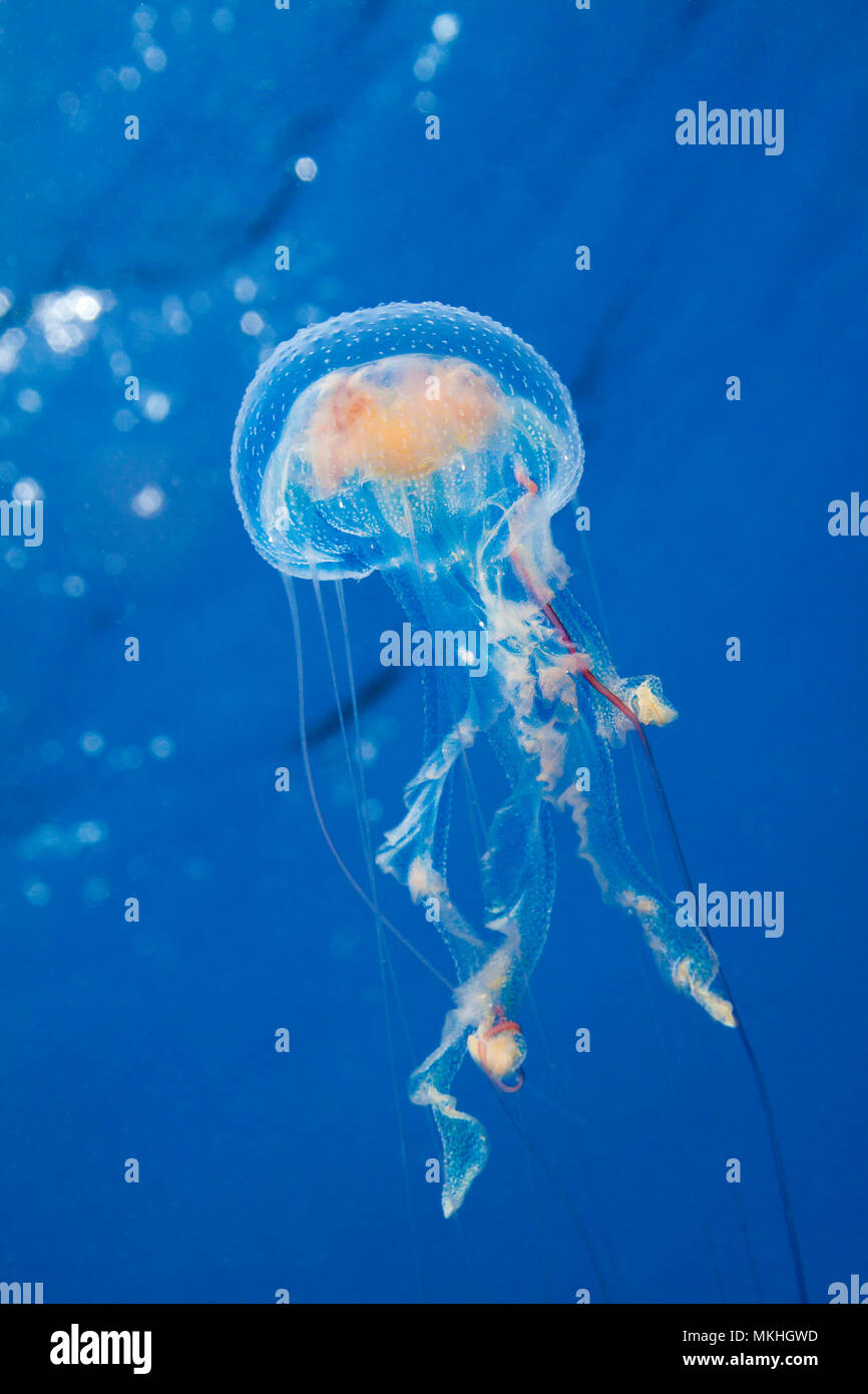 Miles de estas medusas luminiscentes, Pelagia noctiluca, llena la columna de agua en las Filipinas. Foto de stock