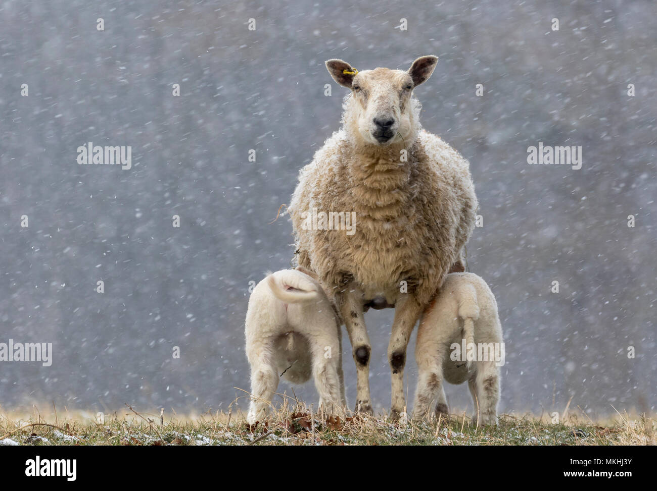 Las ovejas (Ovis aries) de pie en la caída de nieve, Inglaterra Foto de stock