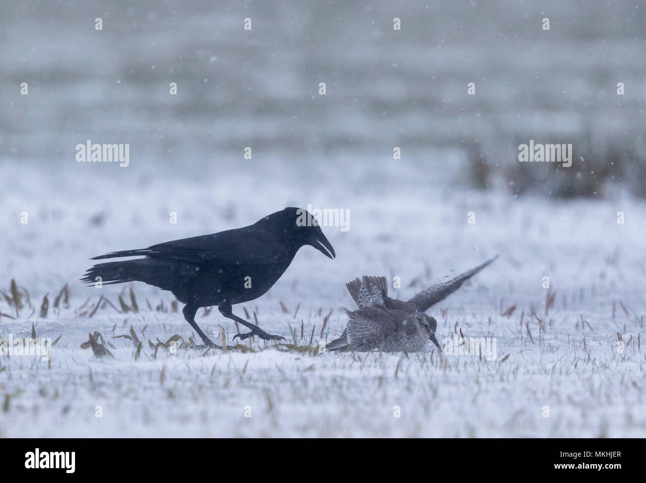 Carrion crow (Corvus corone) matando a un nudo, Inglaterra Foto de stock
