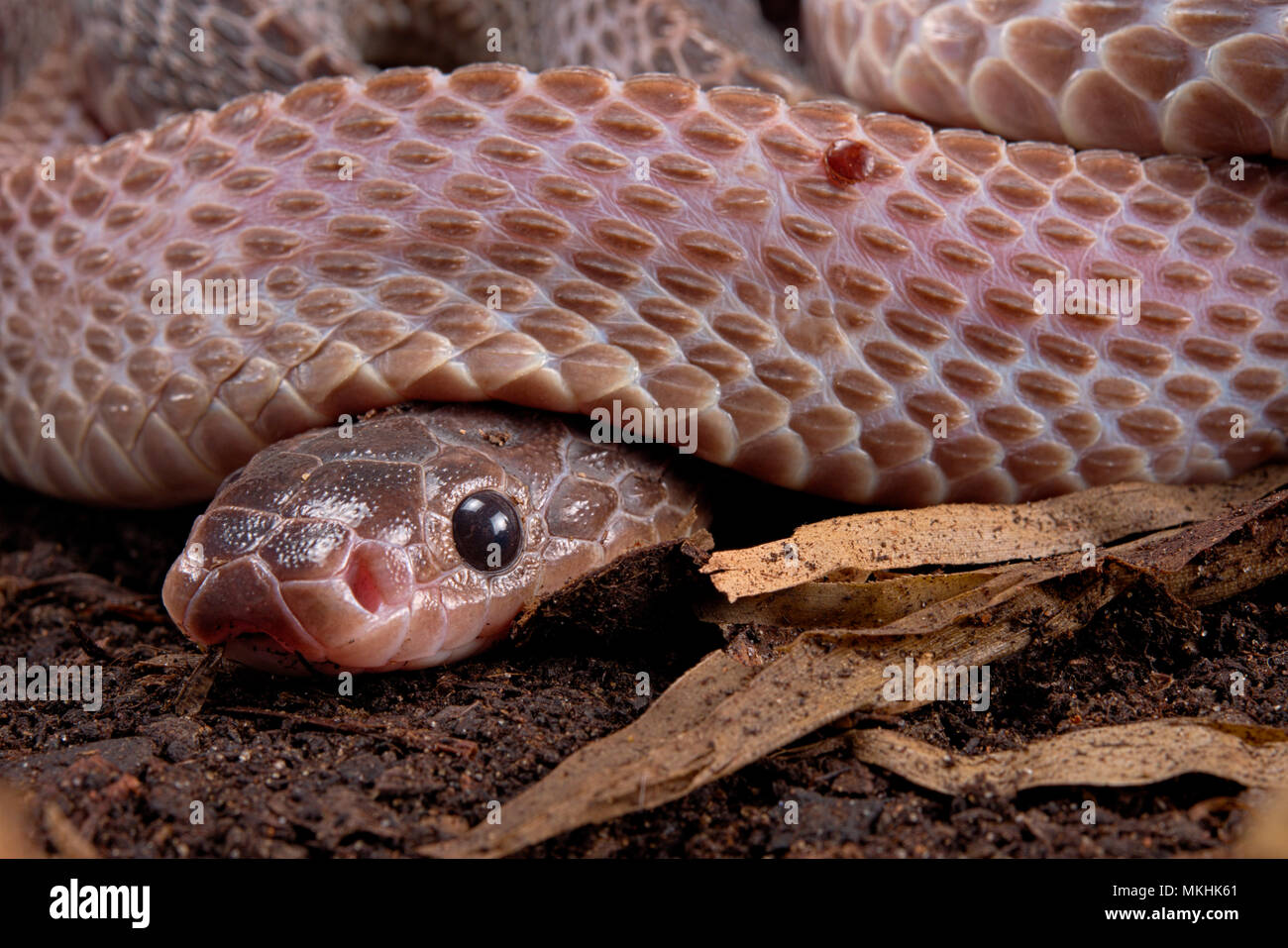 Suelo africano serpiente Gonionotophis (sp) las madrigueras de las especies que se alimenta de otras serpientes venenosas, inclusive. Foto de stock