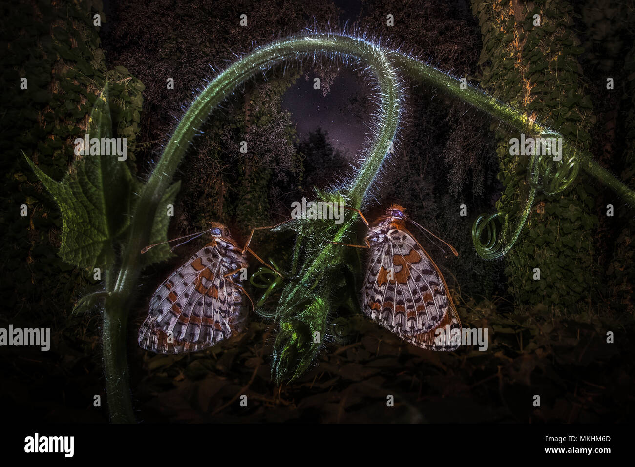 Dos mariposas Speyeria Melitaea (sp) descansando en un bosque de noche, Mantova, Lombardía, Italia Foto de stock