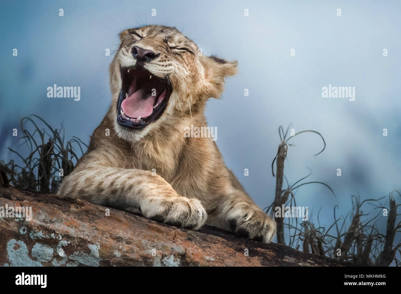 León (Panthera leo) riendo cub, Parque Nacional Tsavo, Kenya Fotografía de  stock - Alamy