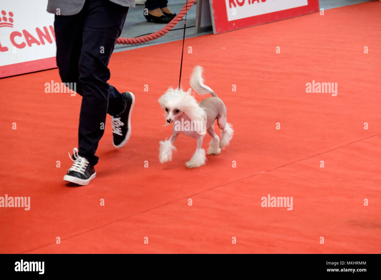 Persona mostrando su perro crestado de China a los magistrados durante una competencia canina Foto de stock