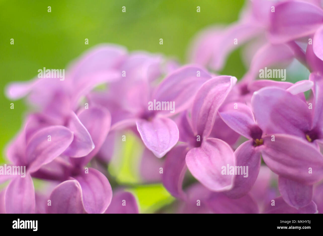 Violeta, lila arbusto florido. Los hermosos frescos de lila flores  violetas. Cerca de flores de color lila. Las flores de la primavera  Fotografía de stock - Alamy