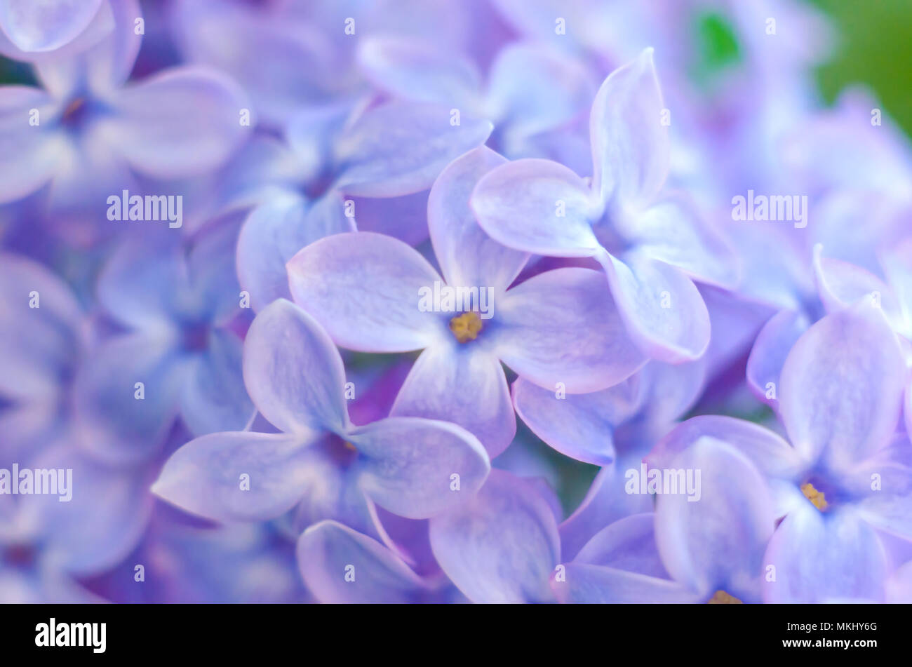 Violeta, lila arbusto florido. Los hermosos frescos de lila flores  violetas. Cerca de flores de color lila. Las flores de la primavera  Fotografía de stock - Alamy