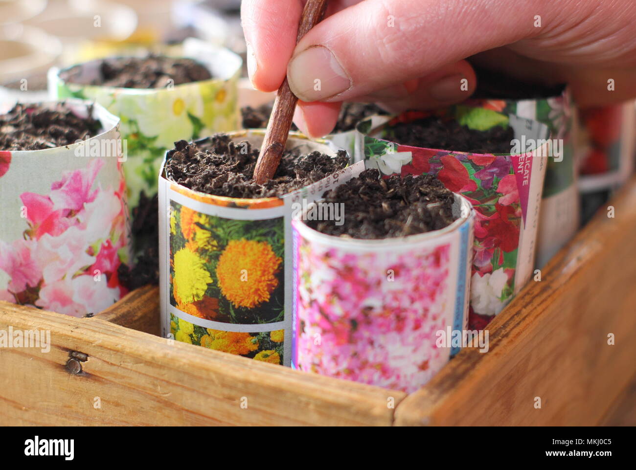 Hacer hoyos en la tierra para macetas para sembrar en macetas de papel  reciclado como alternativa a la utilización del plástico en jardinería,  REINO UNIDO Fotografía de stock - Alamy