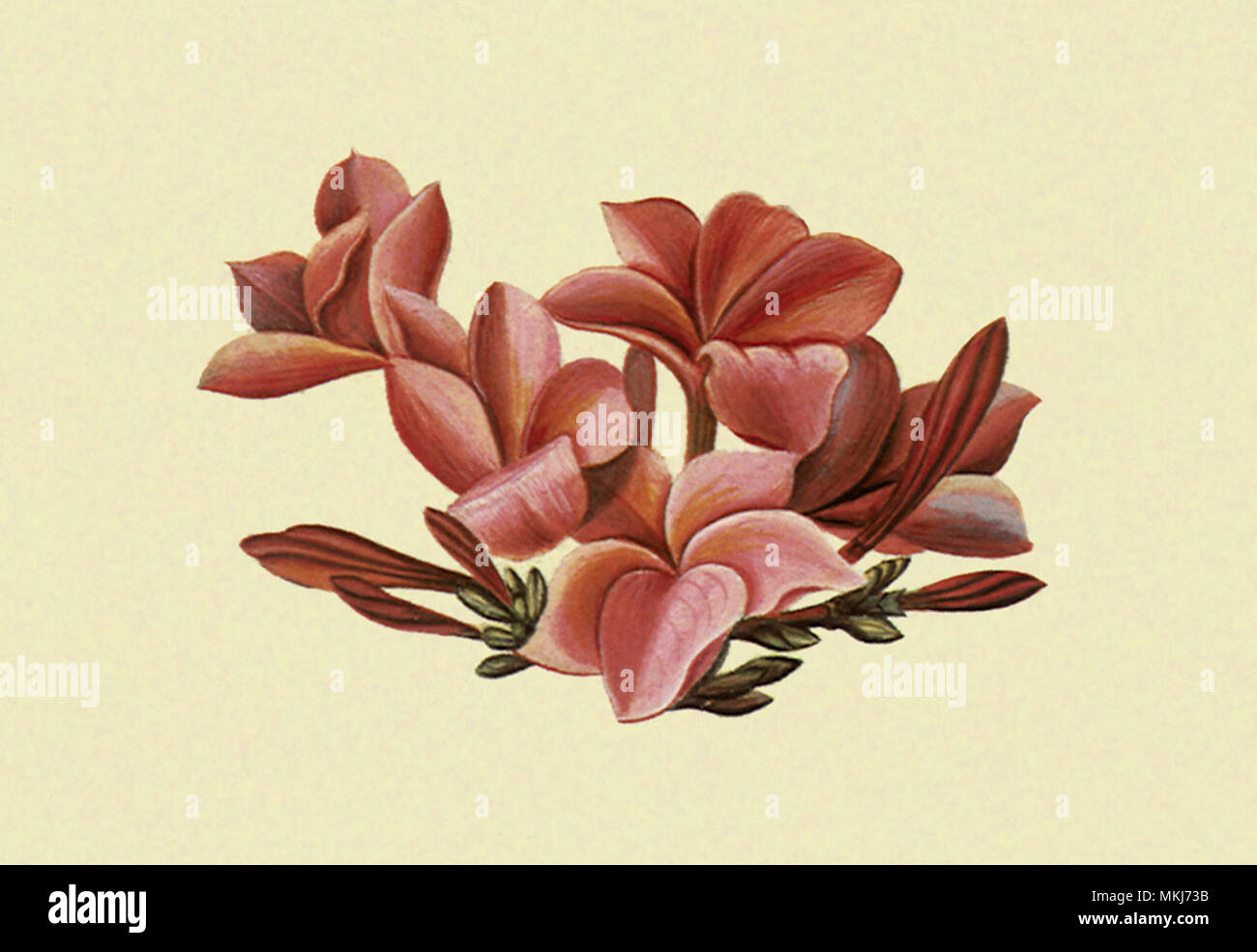 Plumeria Flore Rosea Foto de stock