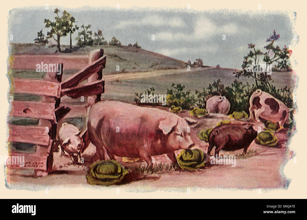 Los cerdos en las Cabbage Patch Foto de stock