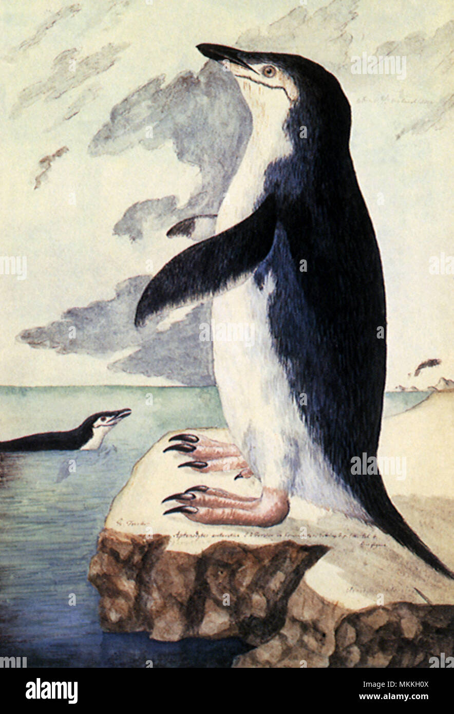 O Barbudo, pingüinos de barbijo (Pygoscelis antarctica Foto de stock