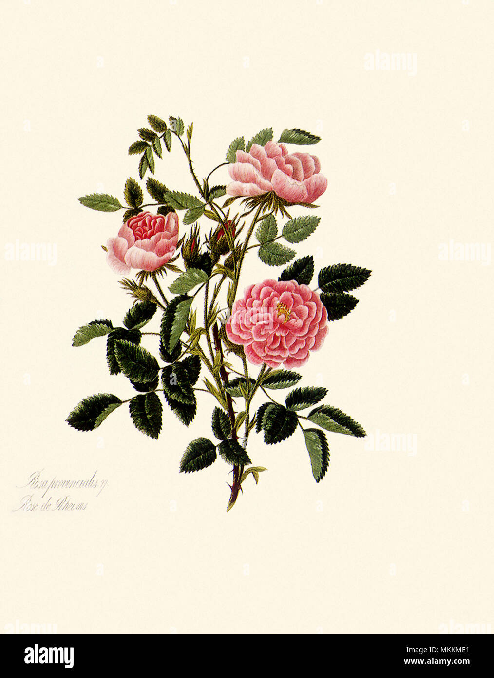 Rose grabado Foto de stock