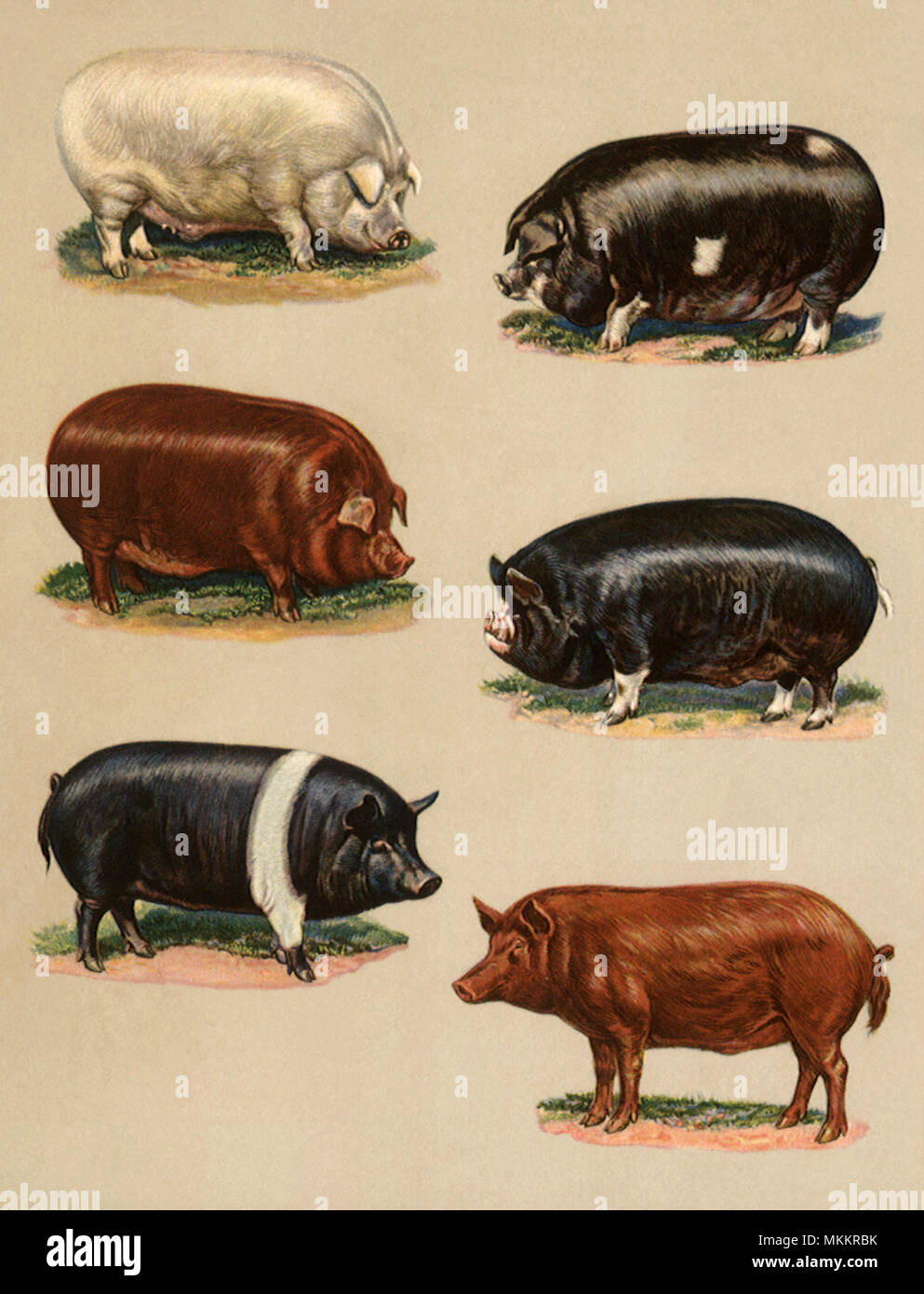 Principales tipos de Cerdos Foto de stock