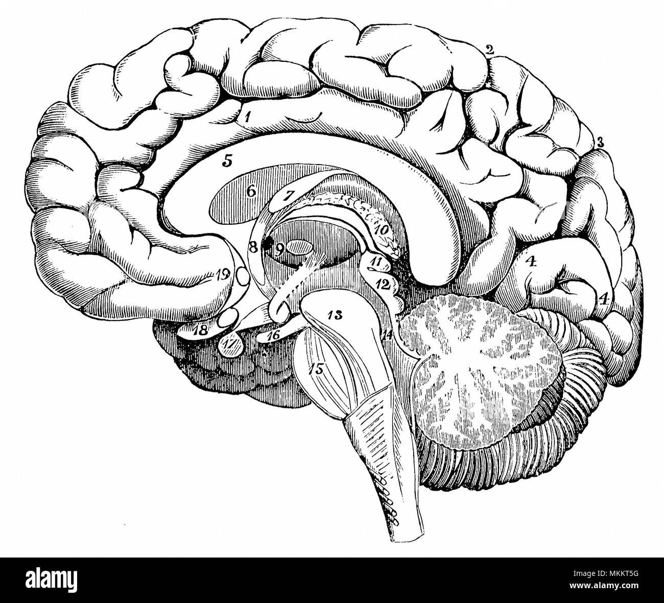 La sección del cerebro Foto de stock