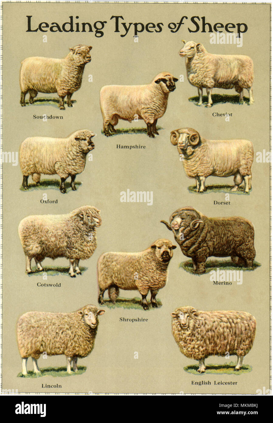 Tipos de ovejas Foto de stock