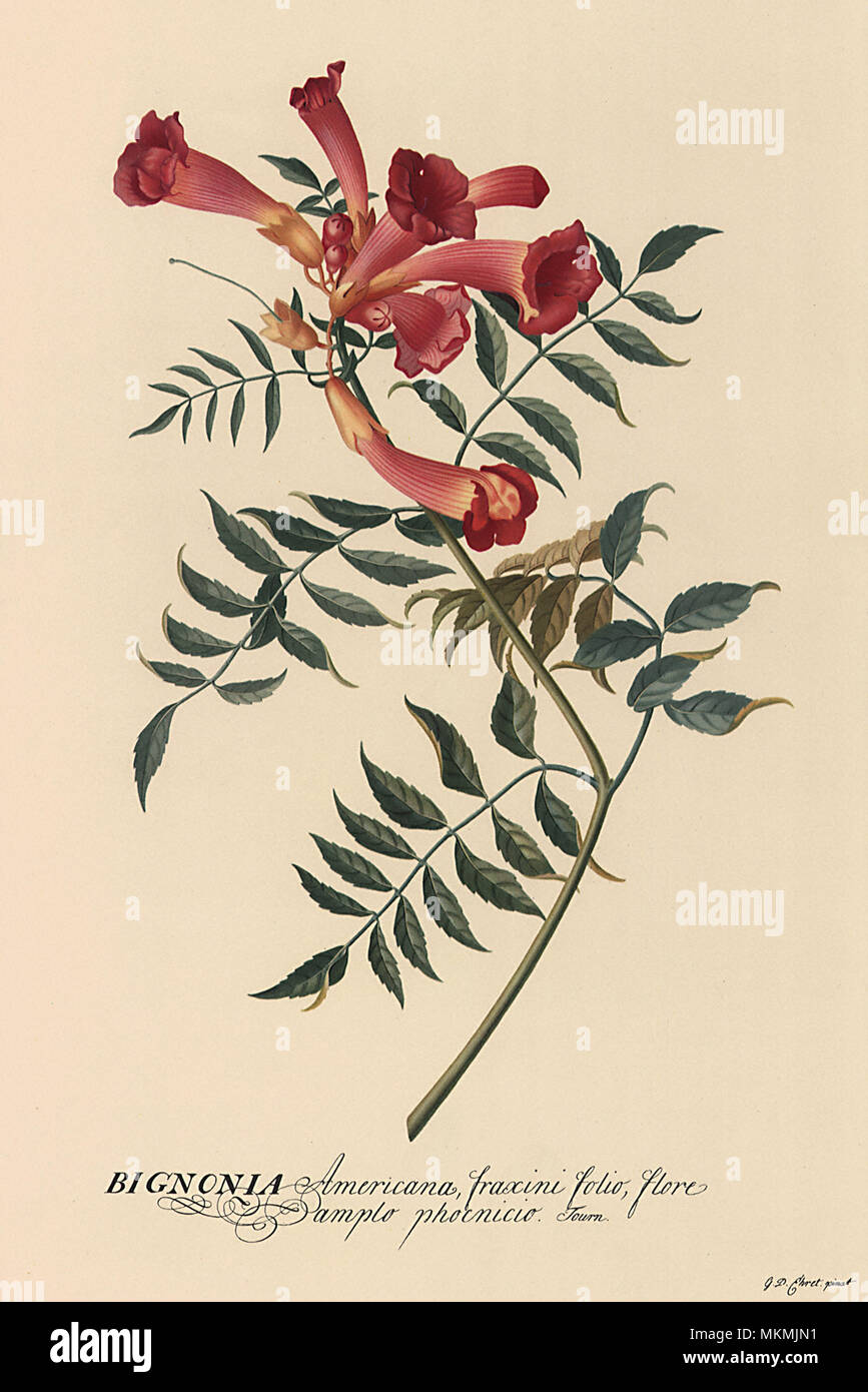 Flor de trompeta fotografías e imágenes de alta resolución - Alamy