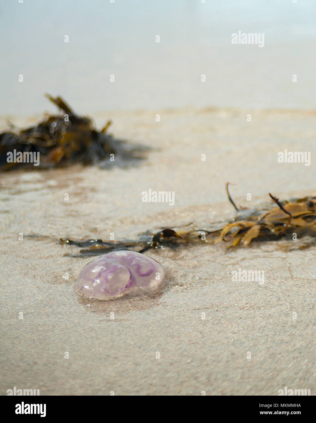 Varado Luna común (medusa Aurelia aurita) Whitesand Bay, Lands End, en el oeste de Cornualles, en el REINO UNIDO Foto de stock