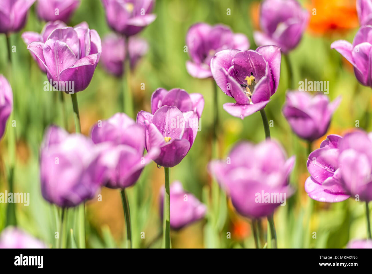 Lila tulipanes en el jardín botánico. Foto de stock