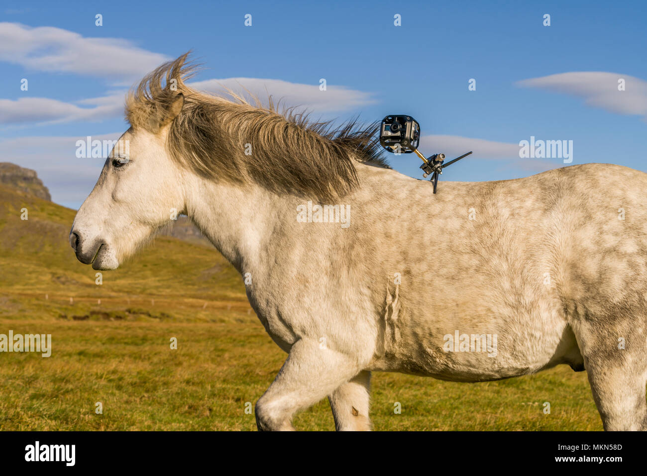 Caballo islandés con la cámara en su espalda, Islandia Foto de stock