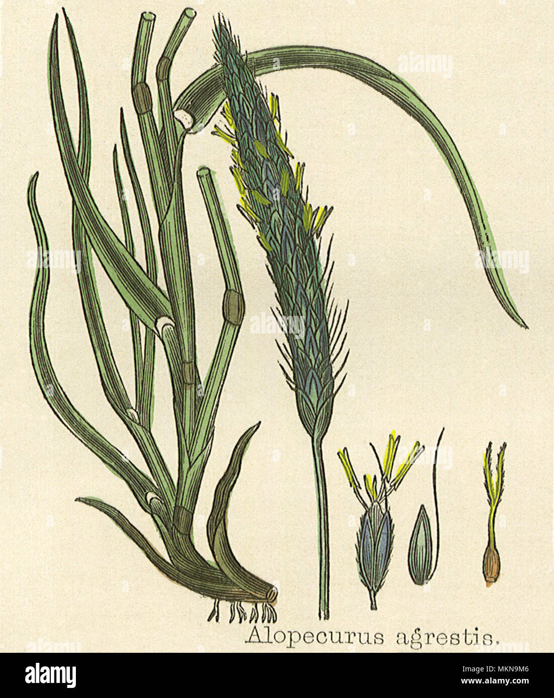 Slender Foxtail-Grass Foto de stock
